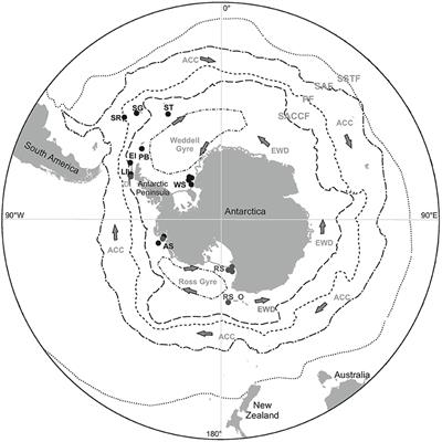 Distributional Patterns of Polychaetes Across the West Antarctic Based on DNA Barcoding and Particle Tracking Analyses